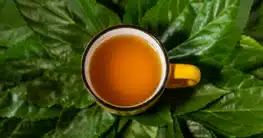 Biologischer Anbau von Tee